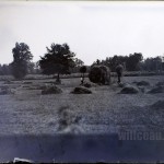 Gathering-hay Gathering-hay