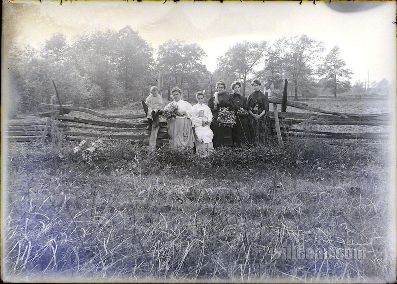 flowers-by-the-fence