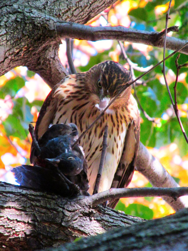 Hawk&Prey