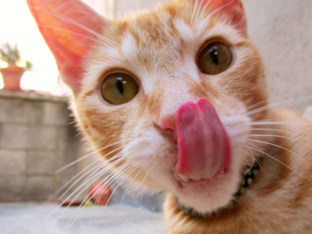 CatTongue